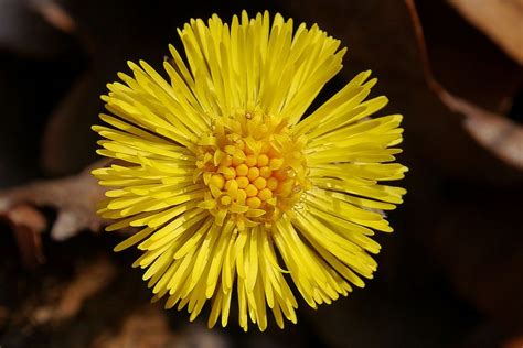 Spring Has Arrived The Flower Of A Coltsfoot Plant