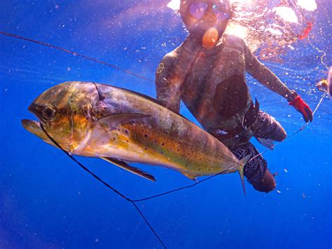 A Mid Sized Female Mahi Speared In Texas September 2022 Was A Great