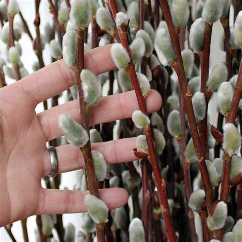 Giant Pussy Willow Branches Bulk