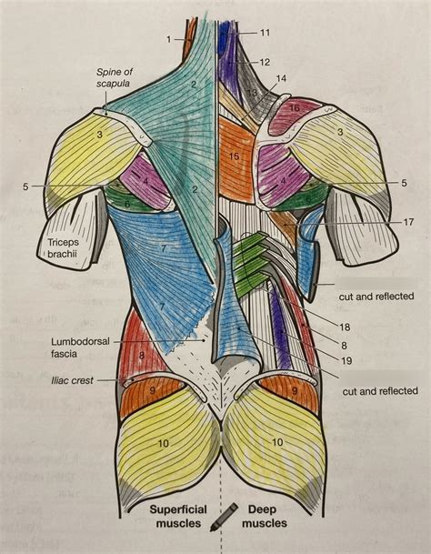 Posterior Trunk Muscles Diagram Quizlet
