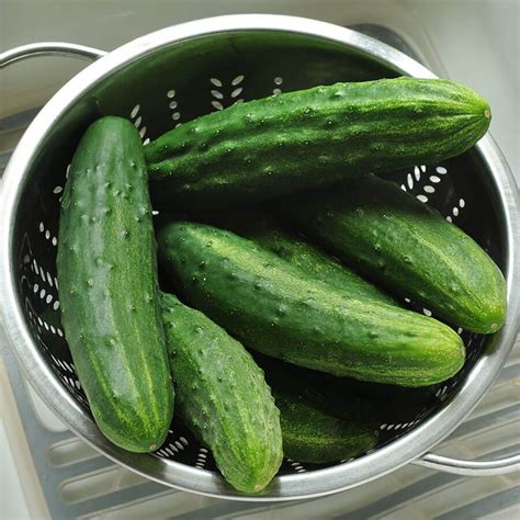 Patio Snacker Cucumber Seeds Park Seed