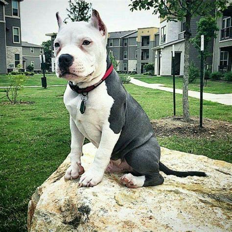Beautiful Pitbull Puppy American Pitbull Terrier Pitbull Terrier