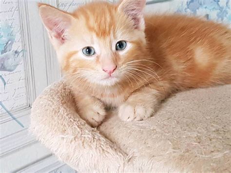 Beautiful Ginger Kittens In Coventry West Midlands Gumtree