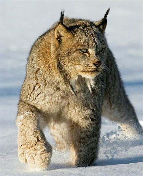 Canadian Lynx Cat Is Probably The Largest And Fluffiest