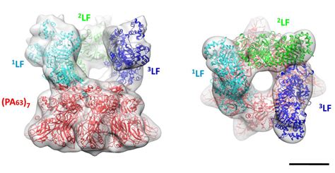 How The Anthrax Toxin Forms A Deadly Conveyer Belt