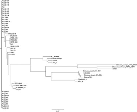 Phylogenetic Tree Of Available C Freundii Genomes Genbank Accession