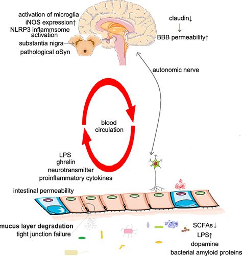 Frontiers Review The Role Of Intestinal Dysbiosis In Parkinsons Disease
