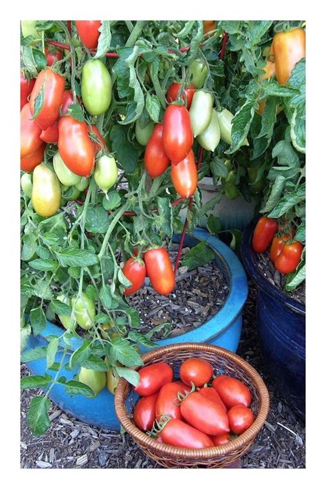 Growing Campari Tomatoes In Pots 1000 Growing Tomatoes Container