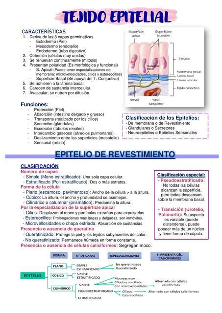 Tejido Epitelial Giuliana Gordillo UDocz