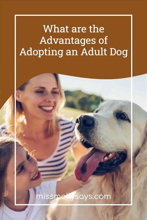What Are The Advantages Of Adopting An Adult Dog Miss Molly Says