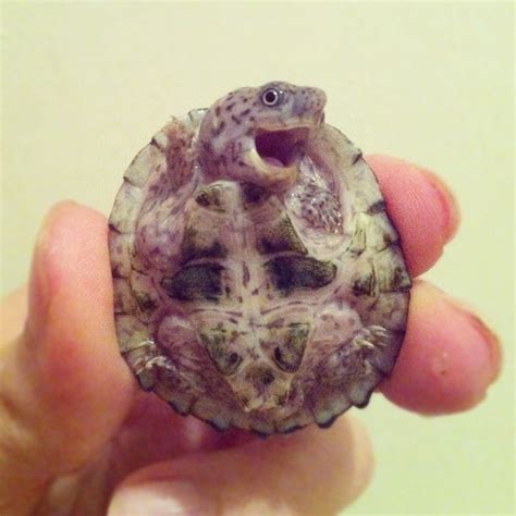 6 Of The Cutest Baby Turtles Of All Time Pet Orb