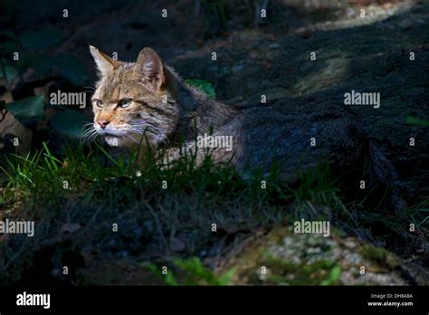 Wildcat Felis Silvestris Nationalpark Bayerischer Wald National Park