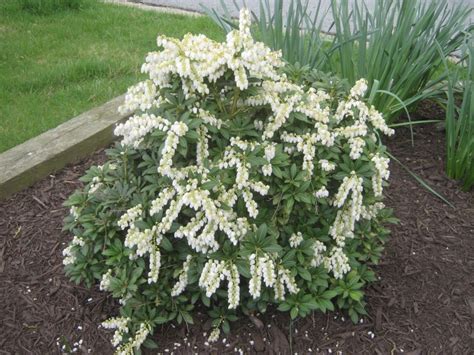 80 Best Of How Long Do Pieris Live Insectza