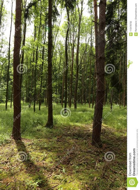 Forest Trees Nature Green Wood Sunlight Backgrounds Stock Photo