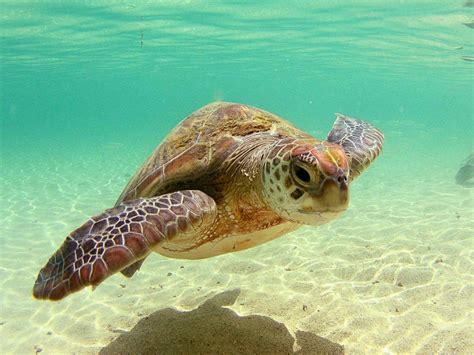 Sea Turtle Wallpaper National Geographic