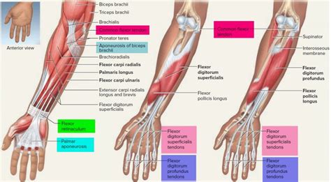 Tendon Function Arm Hand Tendons Leg And Achilles Tendons