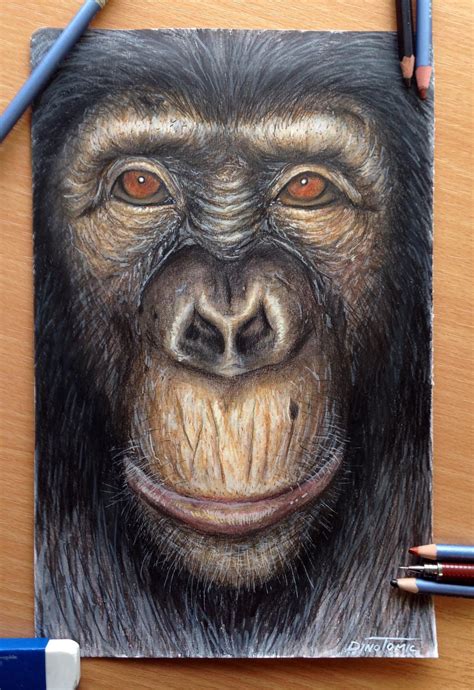 Ape Color Pencil Drawing By Atomiccircus On Deviantart Colored Pencil