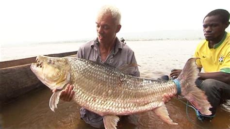 How To Catch A Goliath Tigerfish River Monsters Animal Planet