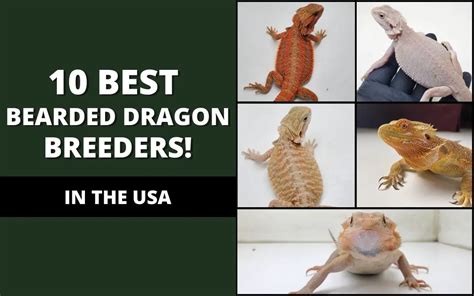 10 Best Bearded Dragon Breeders In The Usa Reptile Maniac