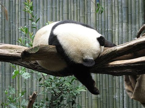 Where Do Pandas Sleep Panda Things