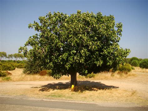 Ficus Carica Babits Fig Plant Hardy Fruit Shrub Edible Sweet