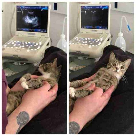 Cat Has Hilarious Reaction To Finding Out Shes Pregnant The Dodo