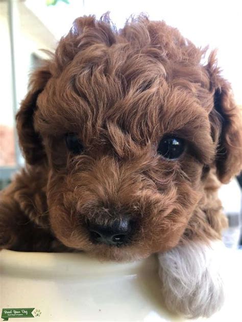 Beautiful Small Mini Poodle Proven Stud Available Stud Dog In Florida