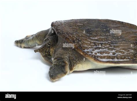 Common Softshell Turtle Or Asiatic Softshell Turtle Amyda Cartilaginea Isolated On White