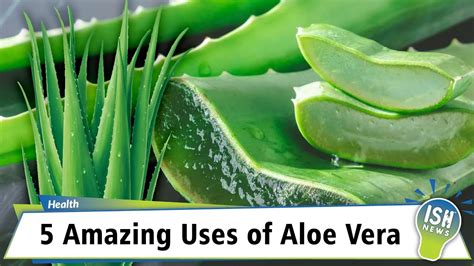 5 Amazing Uses Of Aloe Vera Youtube
