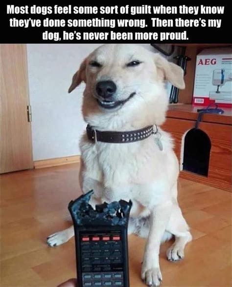 15 Funny Sarcastic Dog Memes Factory Memes