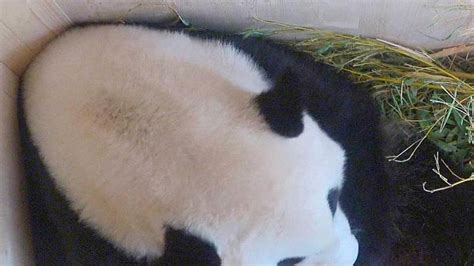 Nace En Viena Un Oso Panda Gigante Tras Inseminación Natural La Nueva