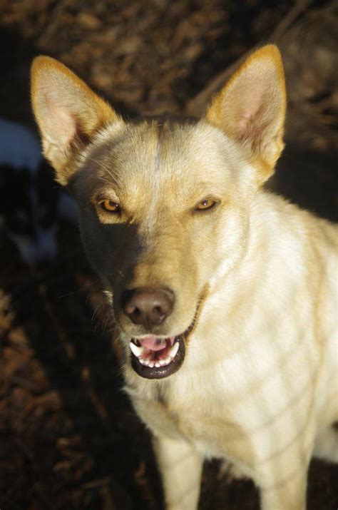 Carolina Dog Info Temperament Puppies Training Pictures