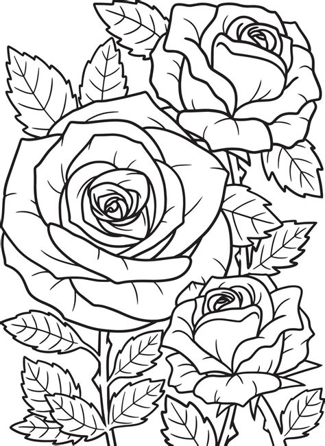 Rose Flower Coloring Page For Adults Vector Art At Vecteezy