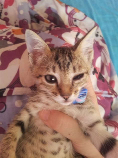 Simple Science: How to Make a Volcano with Kids