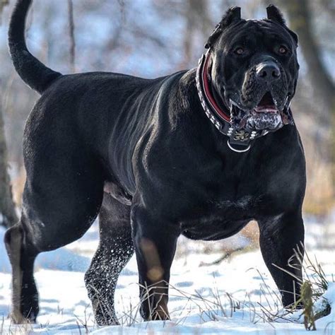 Pitbull Terrier Pitbull Noir Dog Pitbull Huge Dogs Giant Dogs I