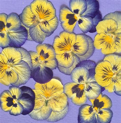 12 Pressed Pansies Blue & Yellow | Pressed flower crafts, Pansies, Pressed flowers
