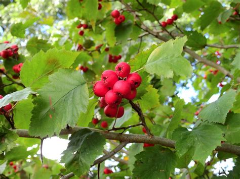 Images Gratuites Pomme Arbre La Nature Branche Fleur Fruit Baie