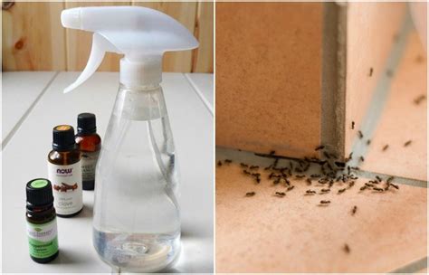 Traps generally need two main components ✔️spray the ants with a soapy mixture. Homemade Ant Repellent Spray To Get Rid Of Ants For Good