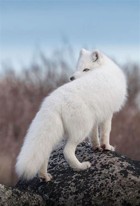 Arctic Fox By Jenny Loren On 500px Albino Animals Arctic Fox