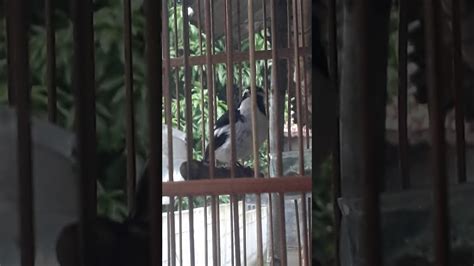Free decu kembang gacor bitera gianyar mp3. Decu Kembang : Mengetahui Habitat Burung Decu Dan ...