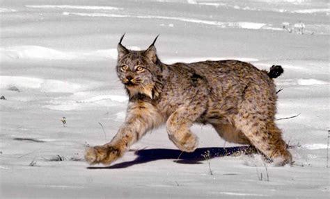 Bobcat Or Lynx Heres How You Can Tell