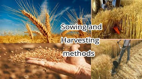 Sowing And Harvesting Methods Of Wheatagri Info Abby Youtube