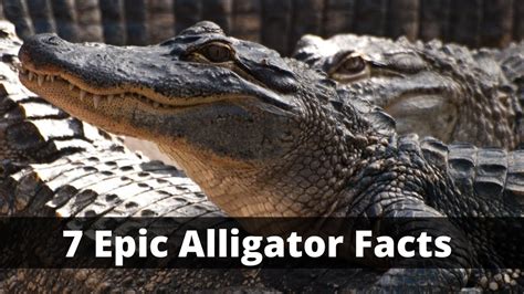 7 Fascinating Facts About American Alligators Youtube