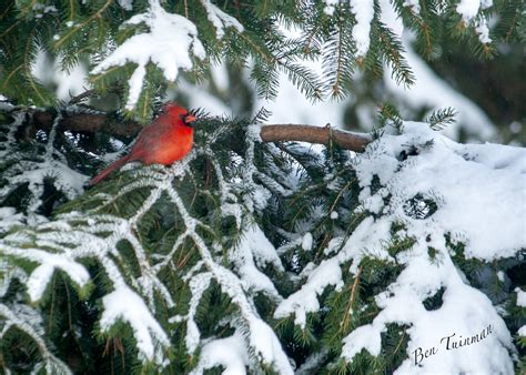Male Cardinal After A Significant Snowfall This Cardinal Flickr