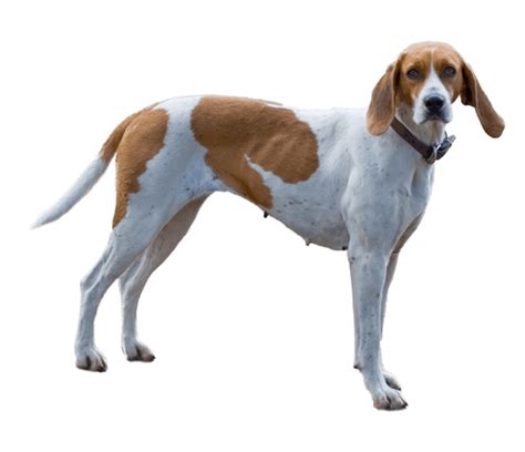 English Foxhound Dog Breed Facts And Information Wag Dog Walking