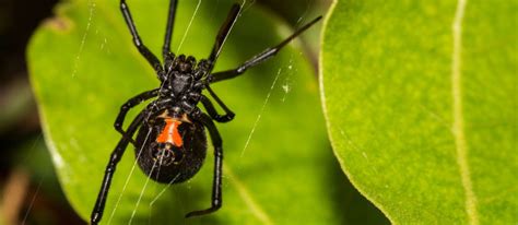 Black Widow Adios Pest Control