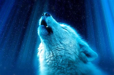 White Wolf Howl Majestic 4k Ultra Hd Animal Wallpaper 4k