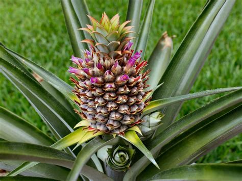 How To Grow And Care For A Pineapple World Of Flowering