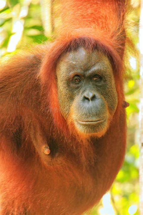 Portrait Of A Female Sumatran Orangutan In Gunung Leuser National Park