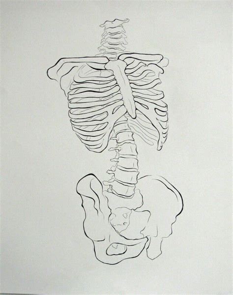 The Torso Skeleton Drawings Art Inspiration Skeleton Art
